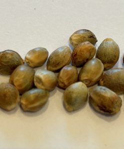 Red Rhino Feminized Cannabis Seeds