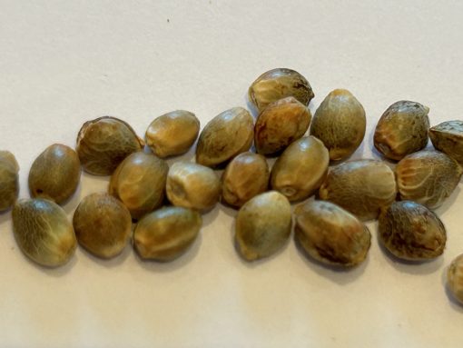 Red Rhino Feminized Cannabis Seeds
