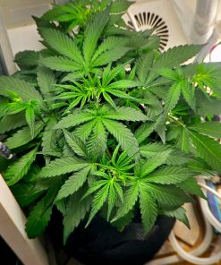 Sour Diesel Autoflower Beginning Stages