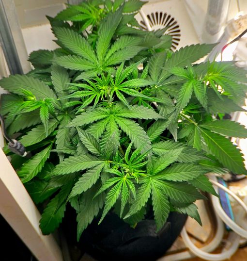 Sour Diesel Autoflower Beginning Stages