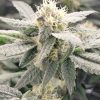 Sour Diesel Autoflower Cannabis Plant