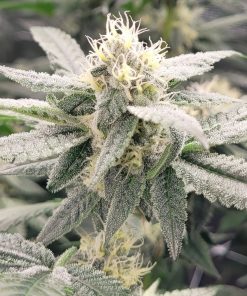 Sour Diesel Autoflower Cannabis Plant