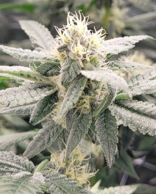 Sour Diesel Autoflower Cannabis Plant