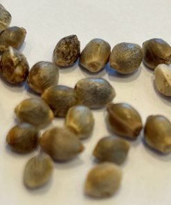 Sour Diesel Autoflower Cannabis Seeds