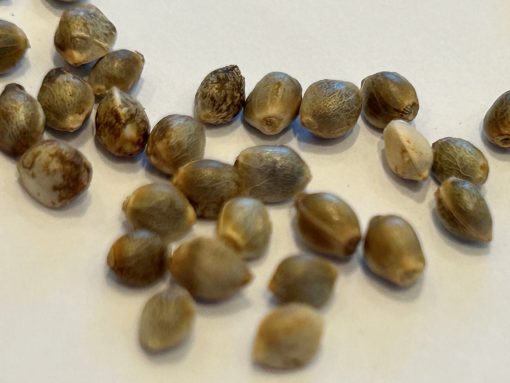 Sour Diesel Autoflower Cannabis Seeds