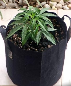 Vietnamese Black Beginning Stages