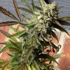 Vietnamese Black Cannabis Plant