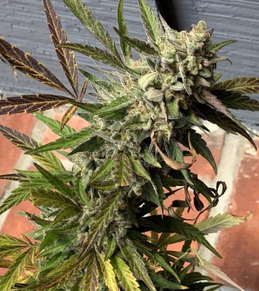 Vietnamese Black Cannabis Plant
