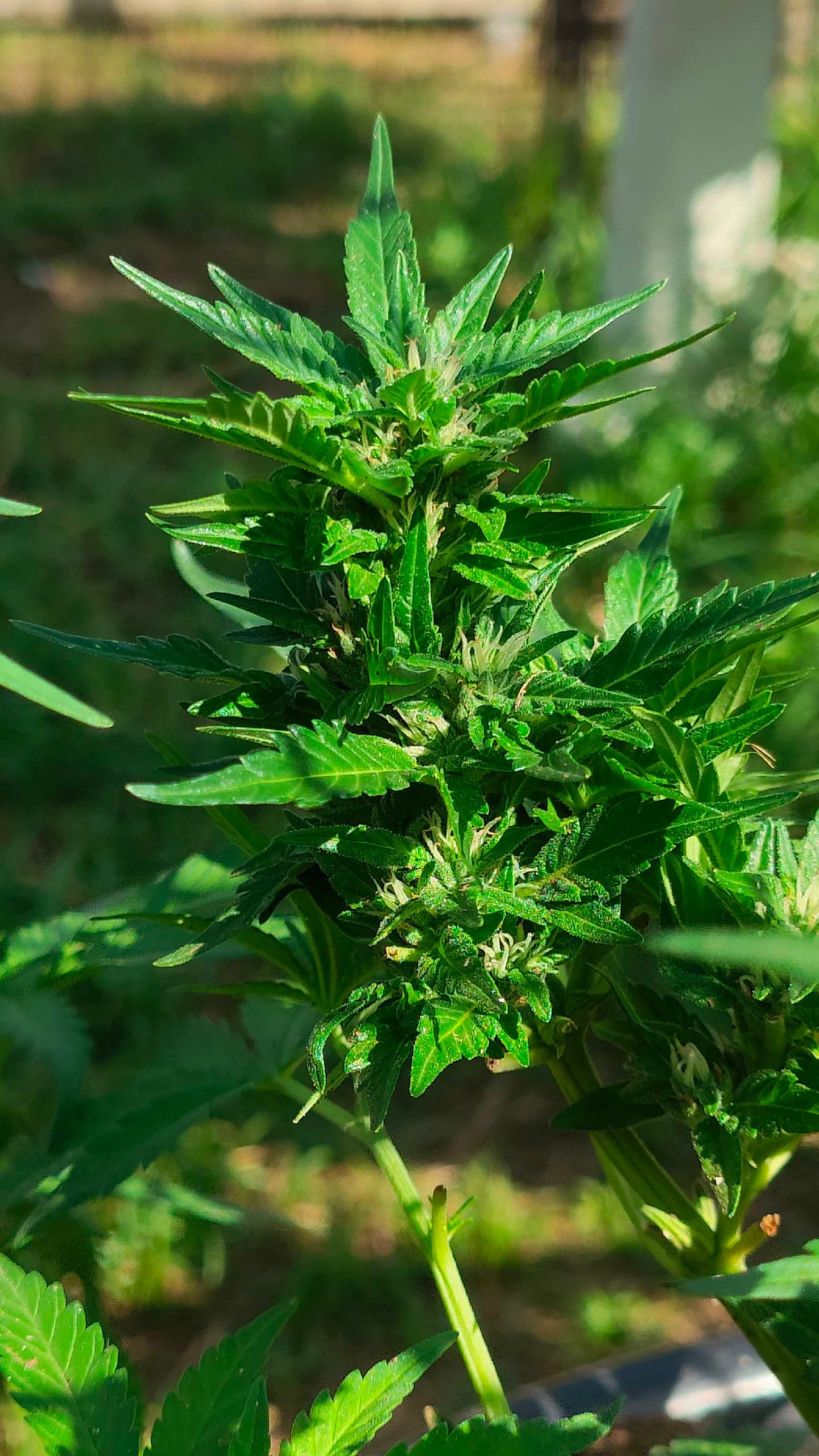 Close-up of a green cannabis plant with serrated leaves and budding flowers, outdoors in bright light.