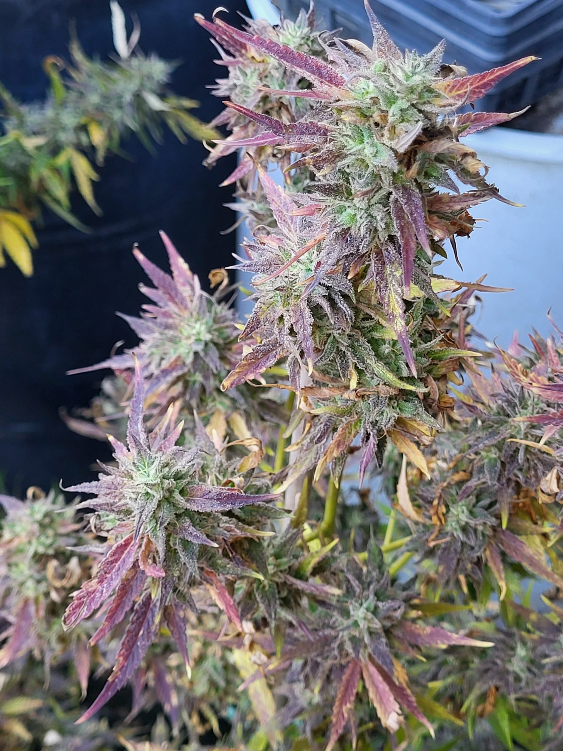 Close-up of frosty cannabis buds with purple-tinged leaves and crystalline trichomes on a plant stem