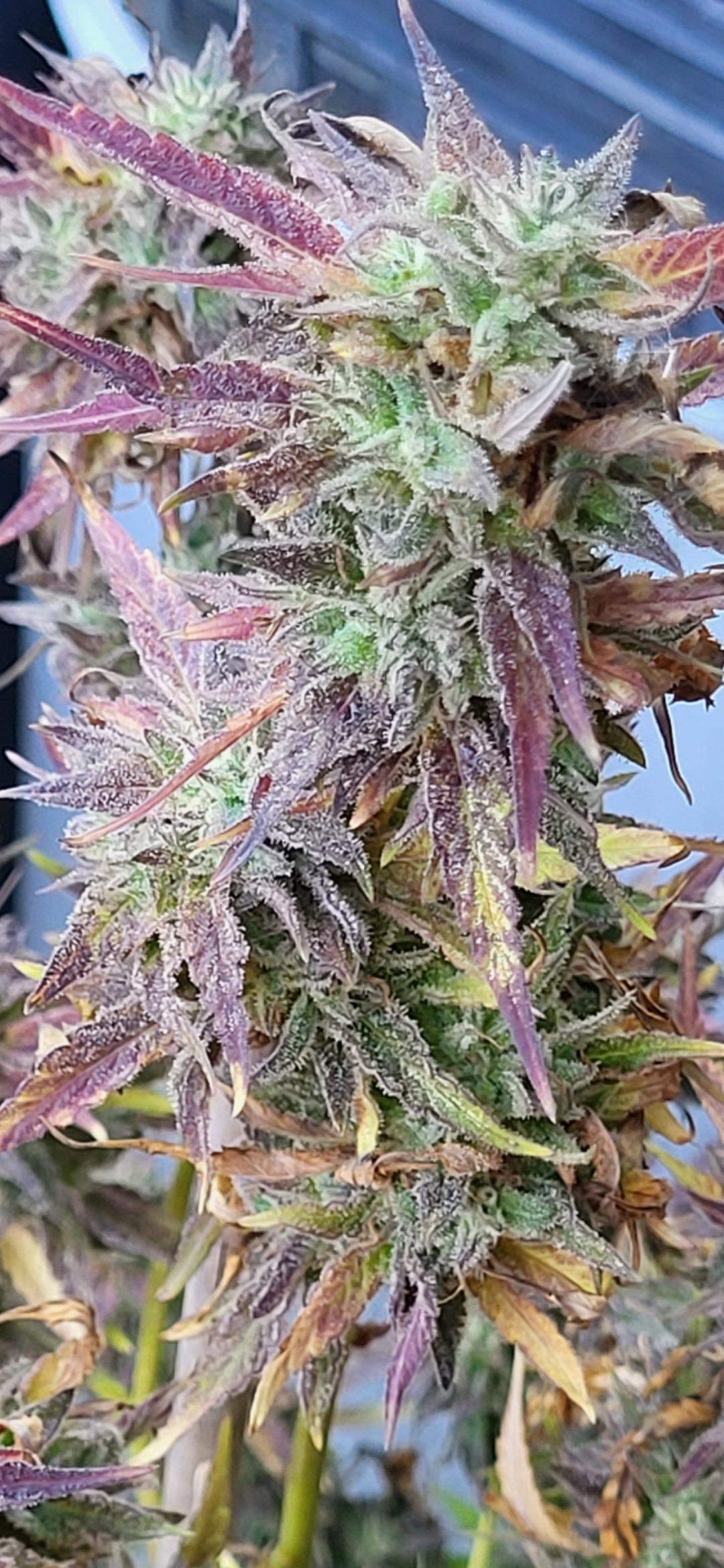 Close-up of a cannabis plant bud with purple-tinged leaves and heavy frost-like trichomes covering the buds and leaves.
