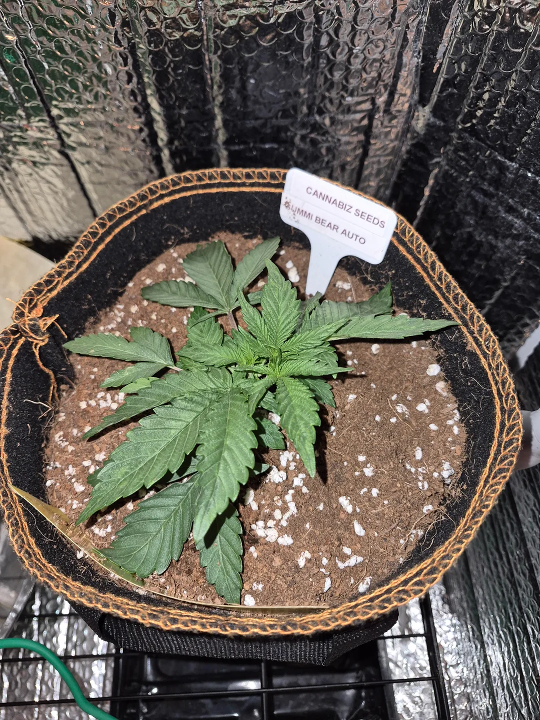 Young cannabis seedling in a fabric pot labeled Cannabiz Seeds, with soil and perlite visible.
