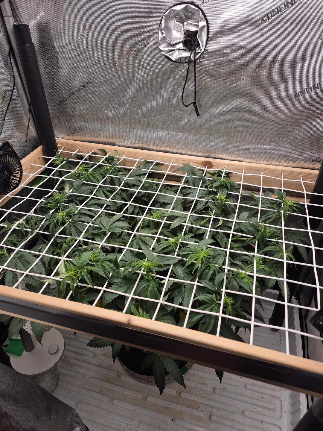Indoor cannabis plants trained on a white trellis net inside a reflective grow tent. Floor has a white tray; small fan visible in corner.
